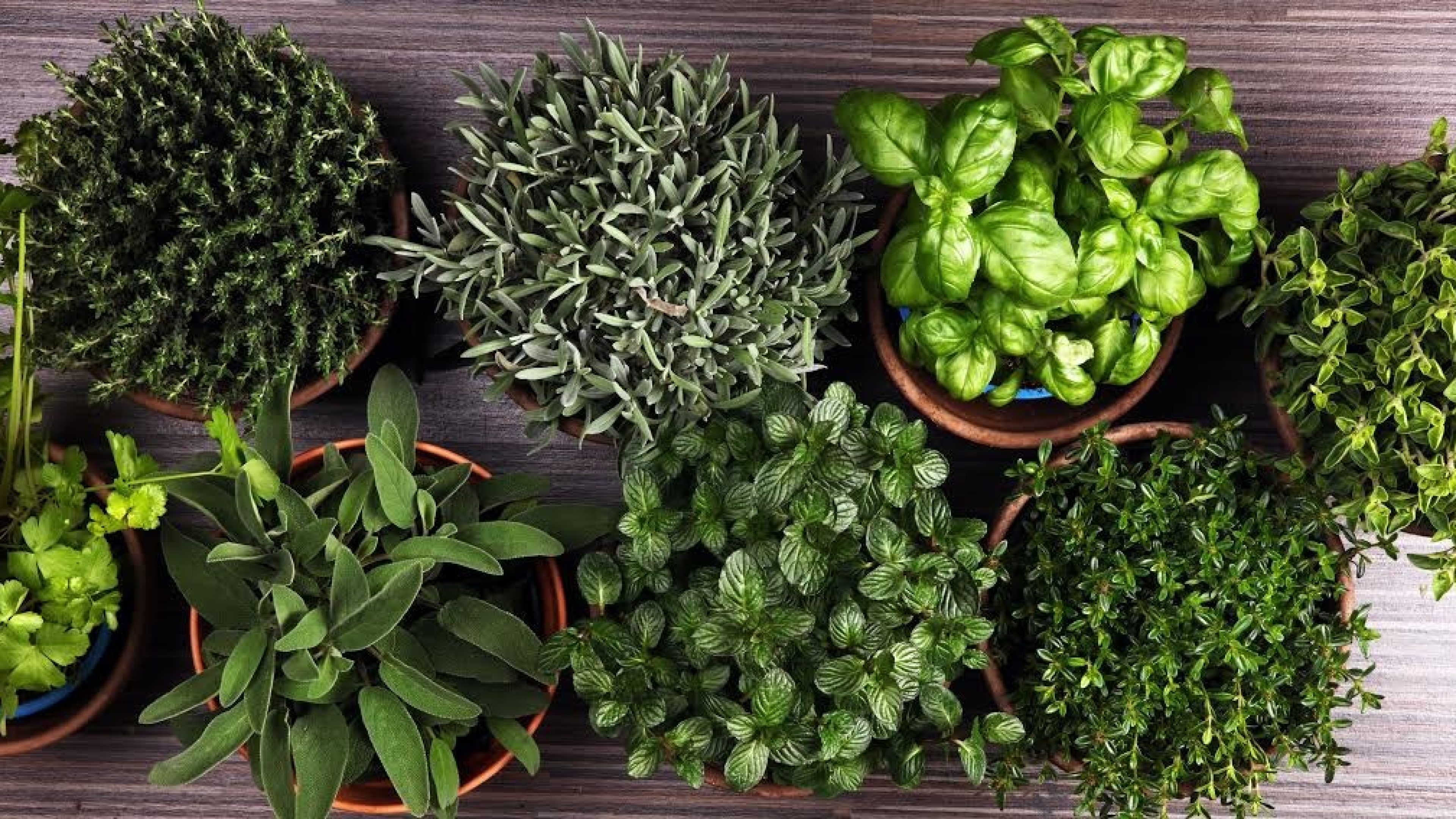 Homegrown and aromatic herbs in old clay pots. Set of culinary herbs. Green growing sage, oregano, thyme, savory, mint and oregano.